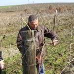 Pruning the vineyards of Klas OOD